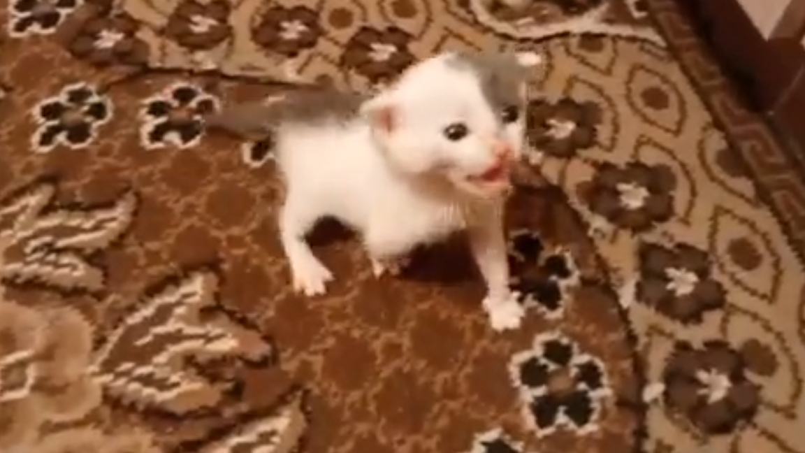 Маленький КОТЕНОК ГАРАЖИК.