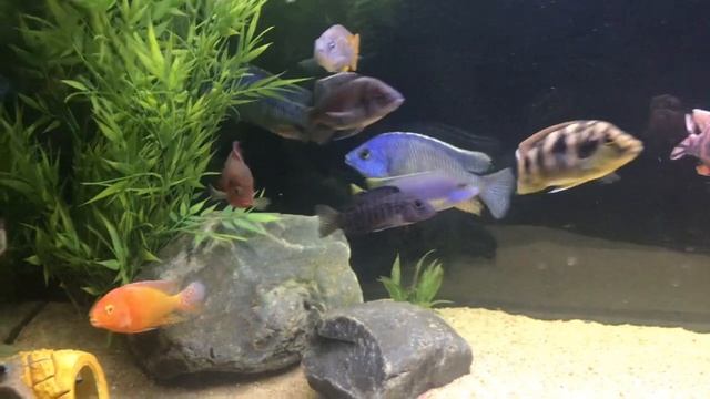 NEW FISH and NEW 75 Gallon African Cichlid Aquarium!!! смотреть онлайн