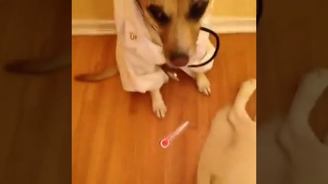Доктор собака вставила градусник, прикол vine смотреть онлайн