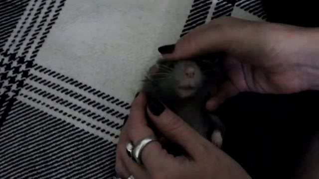 Крысы плюшки. Мышуил.