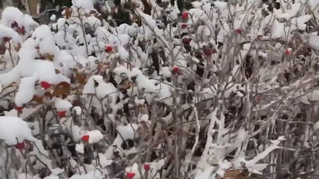 Бесплатные витамины смотреть онлайн