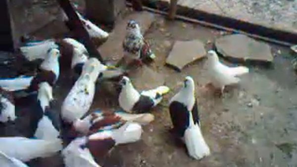 Николаевские голуби донецкая область