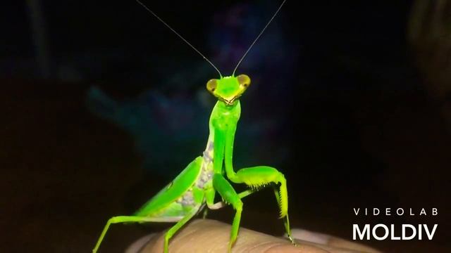Богомол Mantodea смотреть онлайн