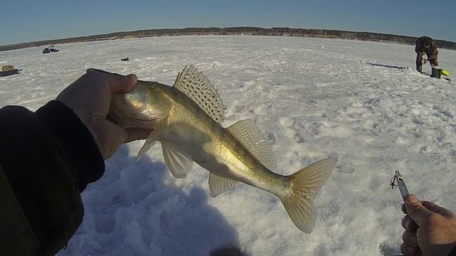 Вот это трофей!))) Судак на Eco Pro Shprot 110. Зимняя рыбалка на реке Бердь. СУДАК зимой 2023! смотреть онлайн