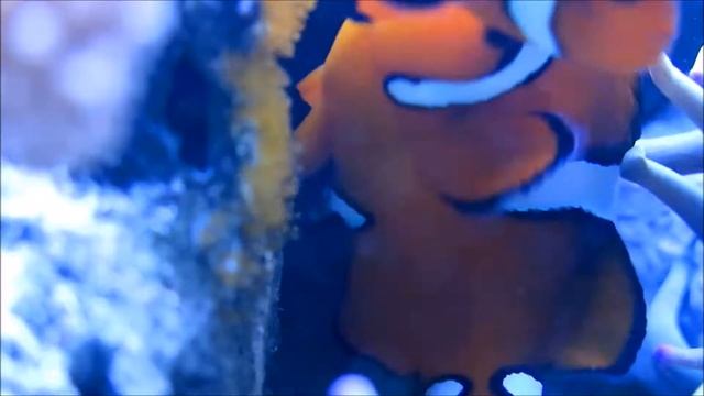 Spawn clown fish смотреть онлайн