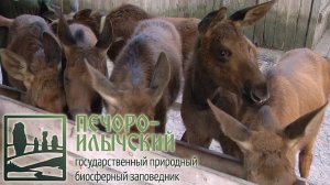 Девственные леса Коми. Печоро-Илычский заповедник всемирное наследие ЮНЕСКО официальная презентация