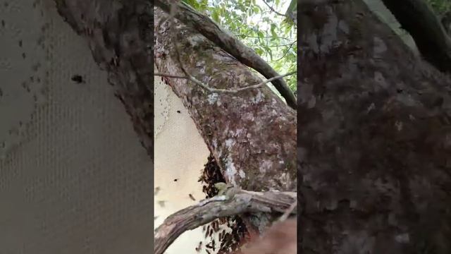 odeng Mega besar смотреть онлайн