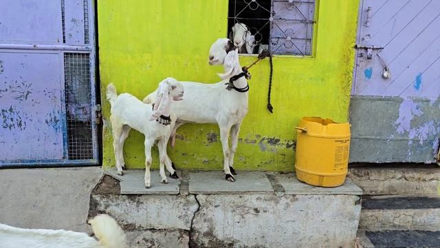 hyderabadi bade frame ke bakriya in Hyderabad MM pahadi | hyderabadi gulabi goats available смотреть онлайн