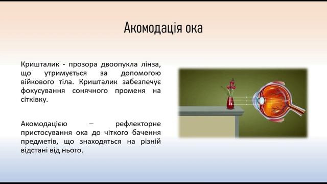 Біологія людини. Зорова сенсорна система смотреть онлайн