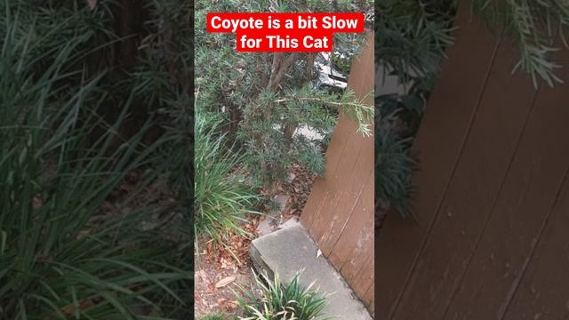 Coyote is a bit Slow for This Cat смотреть онлайн