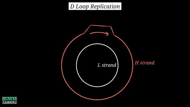 D Loop Replication | Mitochondrial DNA Replication | смотреть онлайн