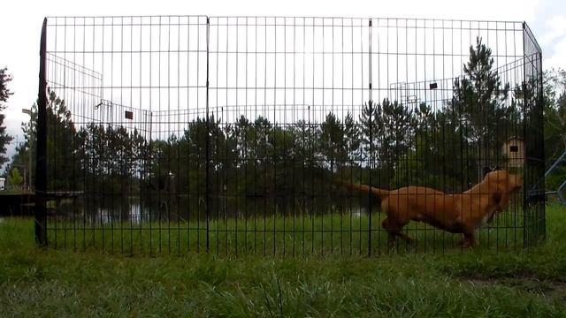 MoonFellow {DOB: 12-12-17} смотреть онлайн