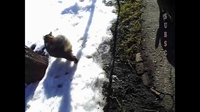 Красотка Мотя Буся Дерево СТАЯ ИЗ 3 КОТОВ смотреть онлайн