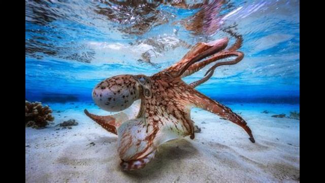 "An Octopus's Dream" by Dai Bongos, February 2022 смотреть онлайн