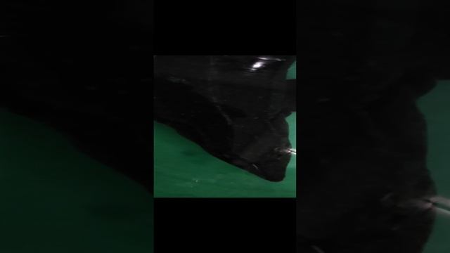 Осётр из магазина пока плавает. смотреть онлайн