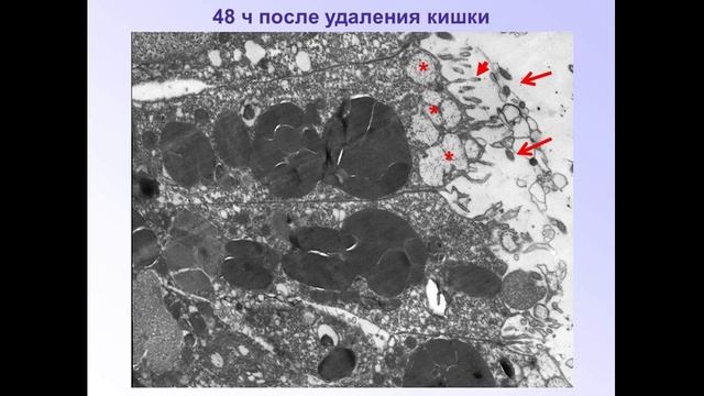 Долматов И.Ю. смотреть онлайн