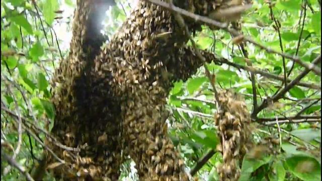Огромный рой пчел вышел из улика и сел на ветку смотреть онлайн
