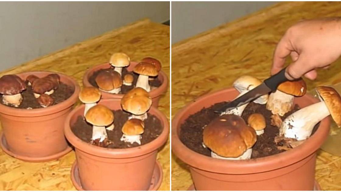 Как вырастить много белых грибов дома на подоконнике смотреть онлайн