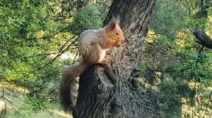 Очень красивая белочка фундук грызёт на дереве!