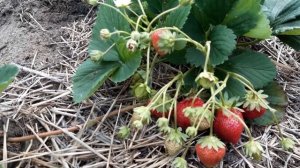 Клубника МАЭСТРО