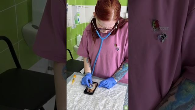 Как выглядит осмотр питомца по фото😼 смотреть онлайн