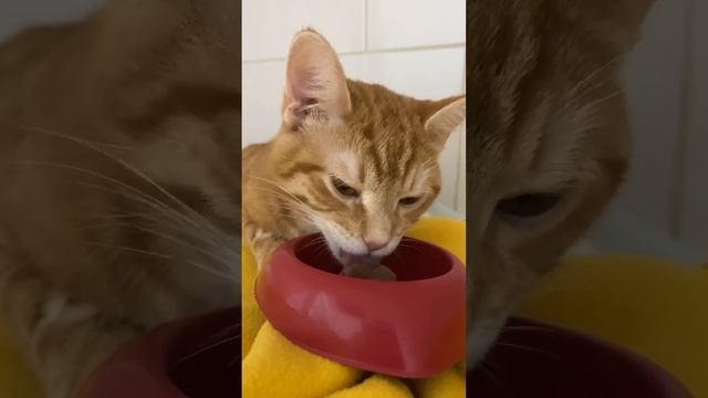 Котик Рон после кастрации смотреть онлайн