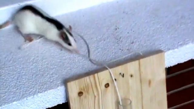 Fletxa - Intelligent rat - Smart clever mouse - Animal intelligence 2. смотреть онлайн