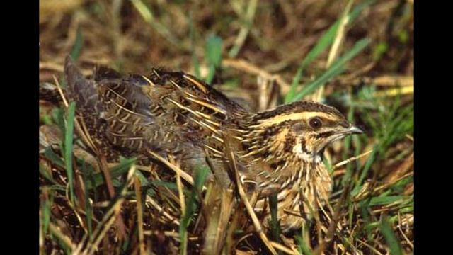 მწყერის ხმა 2 ღარღა voice of quail Перепел звук mwyeris xma смотреть онлайн