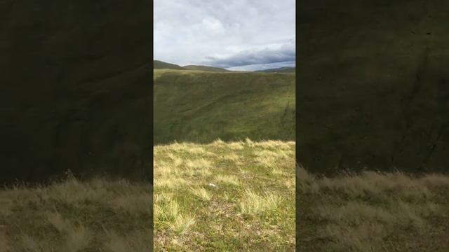 Hieracium Holosericeum Identificiation Tim Rich