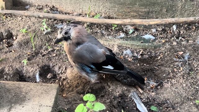 ЖАНН РОЕТ ЗЕМЛЮ И ПРИХОРАШИВАЕТСЯ 🥰 смотреть онлайн