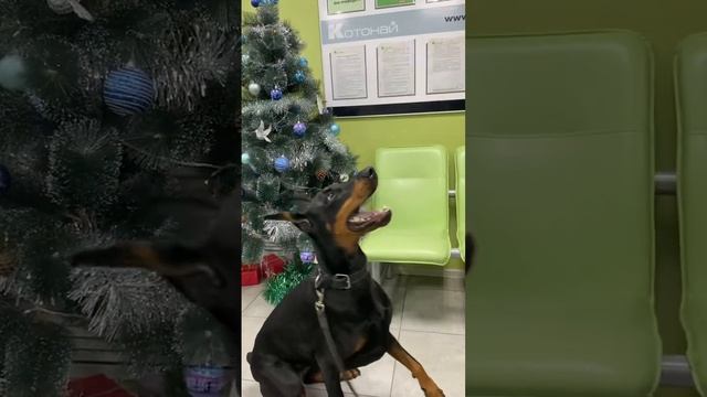 Равена после приема у Арсена Романовича 😍 смотреть онлайн