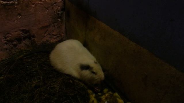 Это знакомо каждому нутриеводу! смотреть онлайн