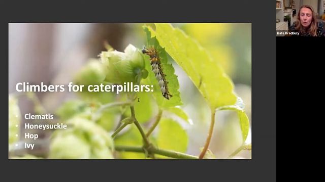 Wildlife Gardening with Kate Bradbury смотреть онлайн
