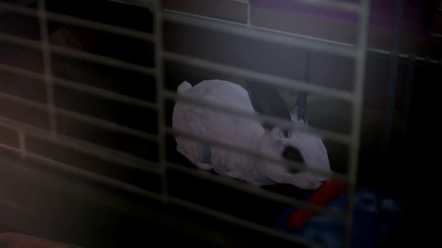 Life Is Strange Episode 3 KATE'S BUNNY RABBIT | Saved/Couldn't Save Kate | Chaos Theory смотреть онлайн
