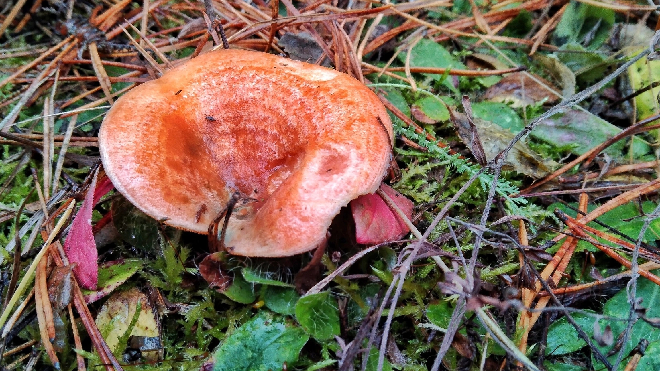 ЭТО СОН???? ОГРОМНЫЕ ПОЛЯНЫ РЫЖИКОВ!! Сбор грибов осенью смотреть онлайн