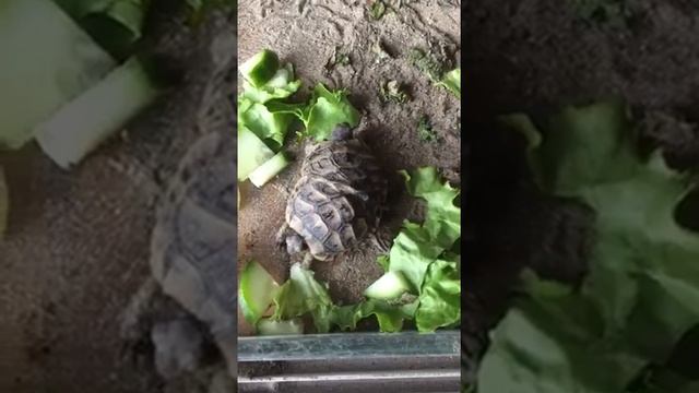 В Азербайджане обнаружена черепаха с двумя головами и шестью ногами смотреть онлайн