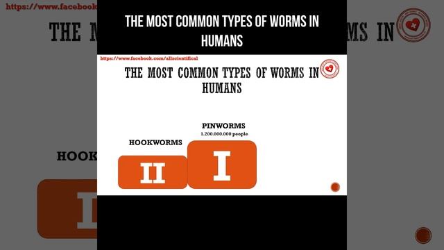 The most common types of worms in humans #worms #parasitology #parasitism смотреть онлайн