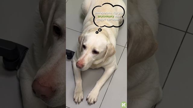 chill guy в котонай💚 смотреть онлайн