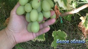 Наши новинки винограда. Обзор. Сезон 2024