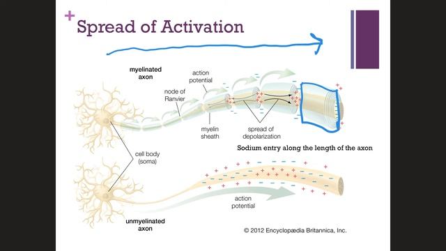 The Neuron and Action Potentials смотреть онлайн
