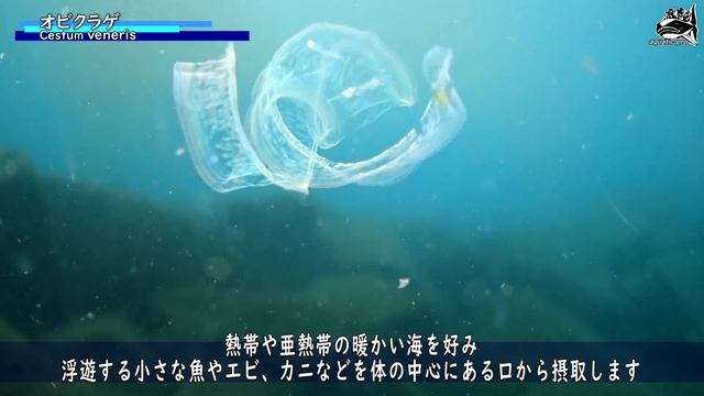 【 オビクラゲ 】ヴィーナスのガードル　Cestum veneris смотреть онлайн