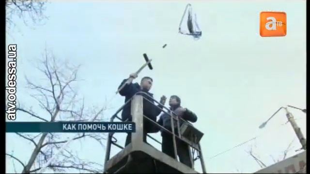 как одесситы кошку с дерева снимали смотреть онлайн