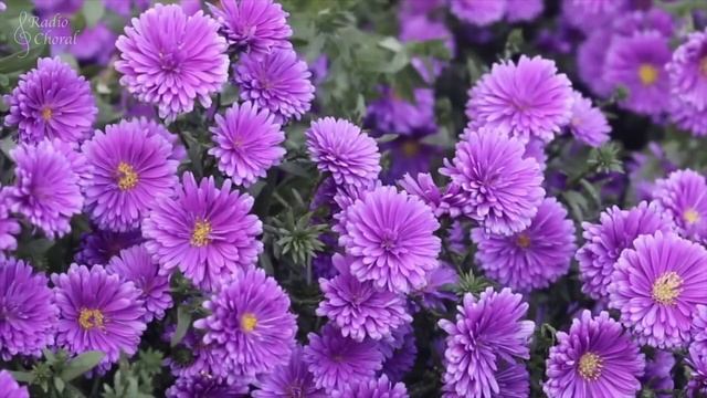 Ecce Gratum (Carmina Burana) - Orff | performed by Choir of the Earth смотреть онлайн