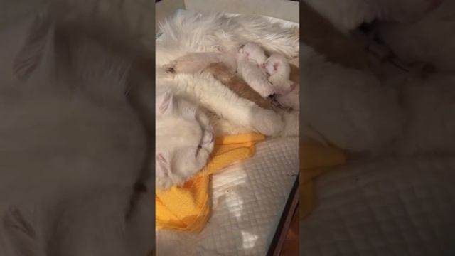 Шотландские котята (СПБ) смотреть онлайн
