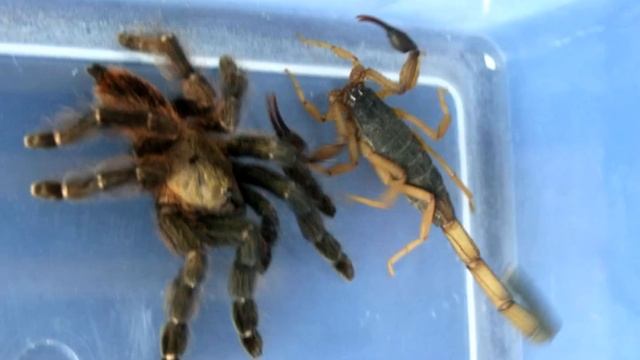 Scorpion Vs Tarantula