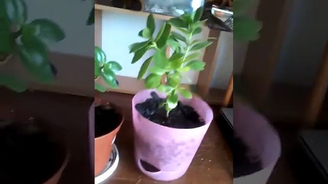 Пересадка колонхое смотреть онлайн