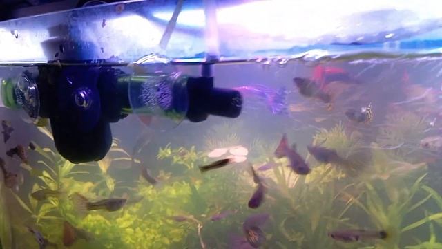 akwarium, synchronizacja Aquael Pat Mini z Aquael Multi UV (3W) mini UV sterylizator (part 2) смотреть онлайн