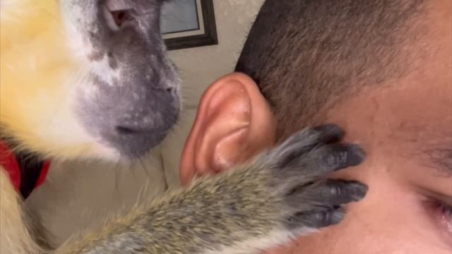ASMR Monkey Grooming Relaxing Oddly Satisfying (Thabo And Ray) смотреть онлайн