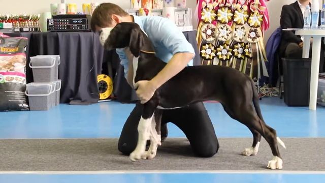 Выставляется. Тэнгри Умай Розовый Сон-Розали смотреть онлайн