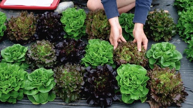 Prismatic Mini-Head Lettuce Seed Mix from Johnny's смотреть онлайн